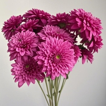Dante Purple Deep Lavender-Rose Spray Chrysanthemum · Purple & Lavender