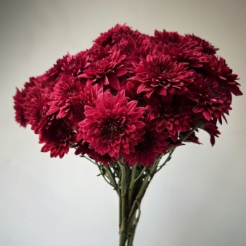 Dante Red Crimson-Burgundy Spray Chrysanthemum · Red
