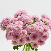 Emerald-Heart Pink Green-Eyed Pink Daisy Mum · Pink & Blush