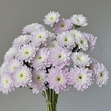 Eternal Spring Pale Blush-Lilac Spray Chrysanthemum · Pink & Blush