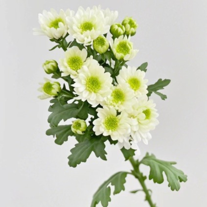Fausto Crisp White Green-Center Spray Mum · White & Cream