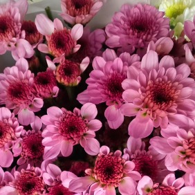 Feifei Soft Coral-Blush Anemone-Center Spray Mum · Pink & Blush