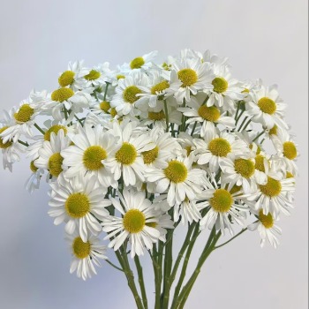 Fine-Feather White Quill-Petal White Spray Mum · White & Cream