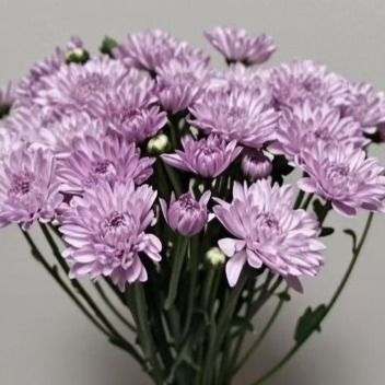 First Love Soft Lavender-Lilac Spray Chrysanthemum · Purple & Lavender