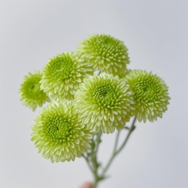 Frog Prince Cute Green-Eyed Pompon Spray Mum · Green & Foliage