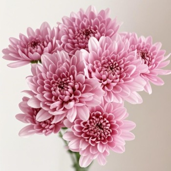 Golden Dream Pink Peach-Gold Flushed Pink Spray Mum · Pink & Blush