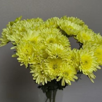 Golden Yellow Classic Double Spray Chrysanthemum · Yellow & Gold