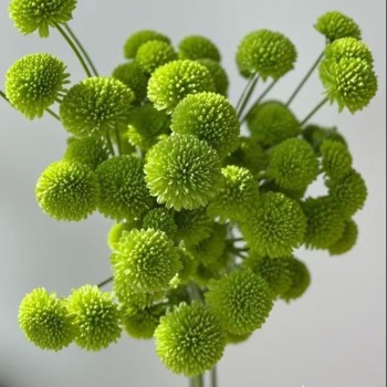 Green Button Petite Lime Santini Chrysanthemum · Green & Foliage
