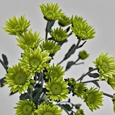 Green Elf Button Pompon Mum · Green & Foliage