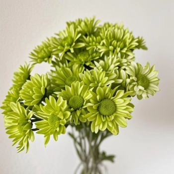 Green Lizard Chartreuse-Lime Button Spray Mum · Green & Foliage