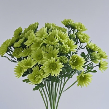 Haisheng Green Elf Lime Button Spray Mum · Green & Foliage