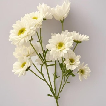 Idol Pure White Daisy Spray Chrysanthemum · White & Cream
