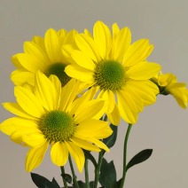 Jabaka Bright Lemon-Yellow Daisy Spray Mum · Yellow & Gold