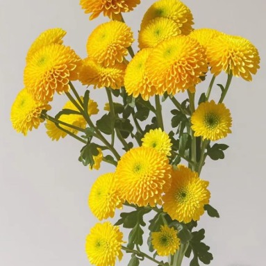 Joni Bright Golden-Yellow Button Pompon Mum · Yellow & Gold