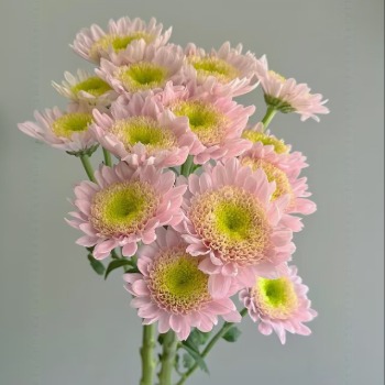 Joy Soft Blush-Pink Green-Eye Spray Chrysanthemum · Pink & Blush