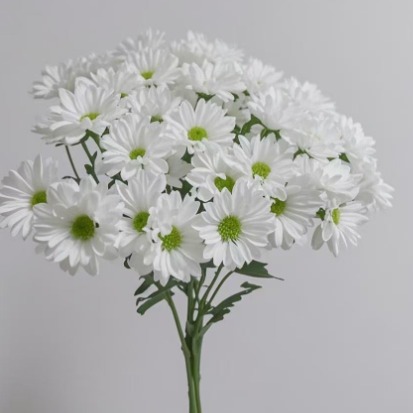 Katie White Pure White Button Spray Chrysanthemum · White & Cream