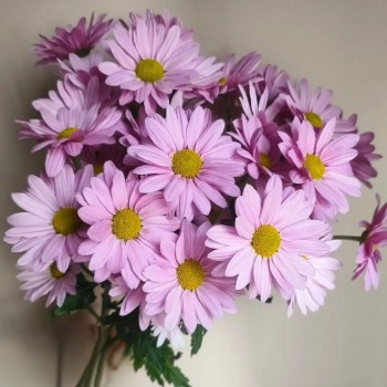 Kennedy Pink Soft Rose-Pink Decorative Spray Mum · Pink & Blush