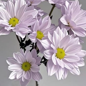 Lavender Cool Lilac-Purple Spray Chrysanthemum · Purple & Lavender