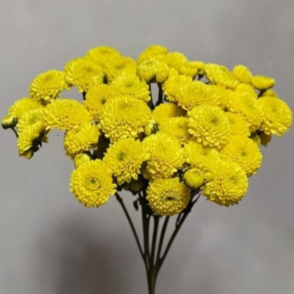 Lemon Yellow Bright Citrus Spray Chrysanthemum · Yellow & Gold