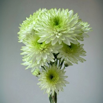 Light Green Praise Celadon-Mint Spray Mum · Green & Foliage
