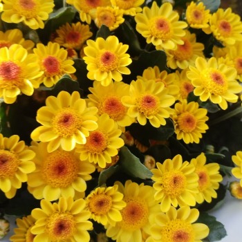 Little Gold Star Mini Yellow Button Santini Mum · Yellow & Gold