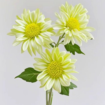 Love Green Fresh Apple-Mint Spray Chrysanthemum · Green & Foliage
