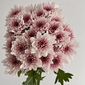 Lovely Joyce Petite Blush-Cream Button Spray Mum · Pink & Blush