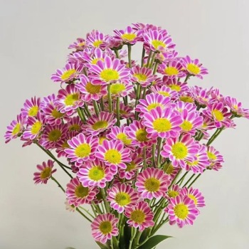 Luini Lavender-Pink Sunny-Eye Daisy Spray Mum · Pink & Blush
