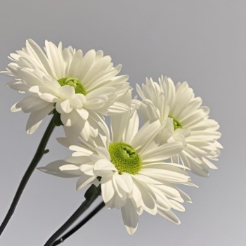 Maiden White Pure Ivory-White Spray Chrysanthemum · White & Cream