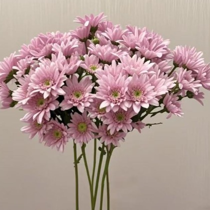 Maitreya Pink Warm Rose-Blush Spray Chrysanthemum · Pink & Blush