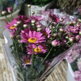 Marguerite Pink Classic Pink Daisy Spray Mum · Pink & Blush