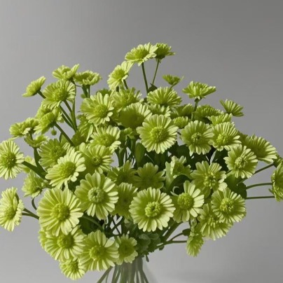 Matcha Soft Sage-Green Button Spray Chrysanthemum · Green & Foliage