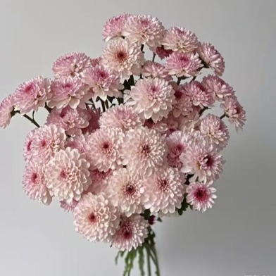 Matisse Soft Dusty Blush-Pink Spray Chrysanthemum · Pink & Blush