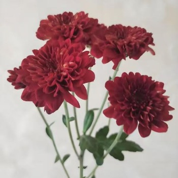 Metro Red Chic Crimson-Burgundy Spray Mum · Red