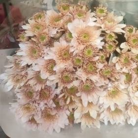 Misty Pink Dusty Mauve-Blush Spray Chrysanthemum · Pink & Blush