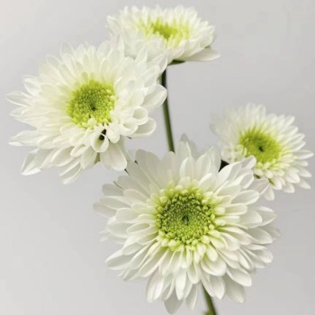 Misty White Frosted Ivory Spray Chrysanthemum · White & Cream
