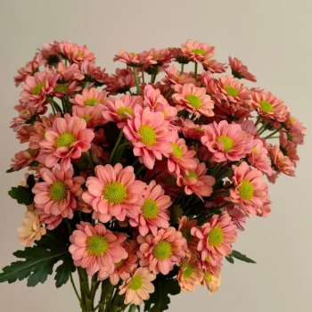 Molly Warm Coral-Orange Cushion Spray Chrysanthemum · Orange & Coral