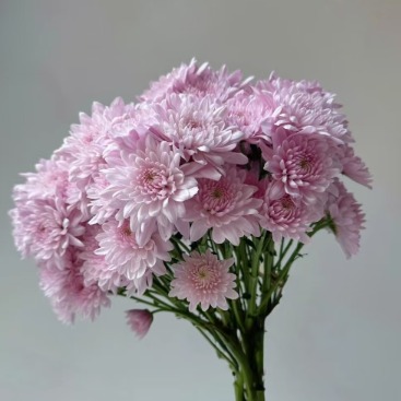 Mona Lisa Pink Anemone-Center Pink Spray Mum · Pink & Blush