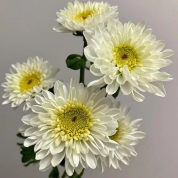 Mona Lisa White Anemone-Center White Spray Mum · White & Cream