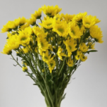 Mona Lisa Yellow Anemone-Center Yellow Spray Mum · Yellow & Gold