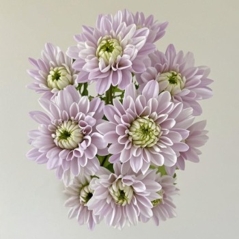My Love Pastel Lavender-Lilac Spray Chrysanthemum · Purple & Lavender