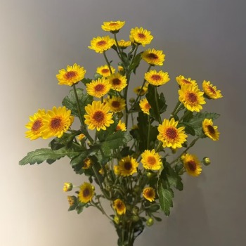 Nannong Gold Star Petite Golden Pompon Mum · Yellow & Gold