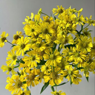 Oil Painting Yellow Vintage Ochre-Gold Spray Mum · Yellow & Gold