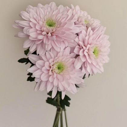 Peach Blossom Snow White-Flushed-Pink Spray Mum · Pink & Blush