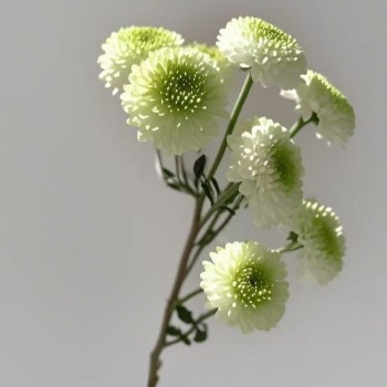 Philly White-and-Green Button Pompon Spray Mum · White & Cream