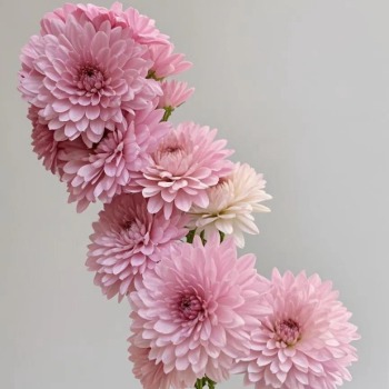Pink Butterfly Airy Single-Petal Pink Spray Mum · Pink & Blush