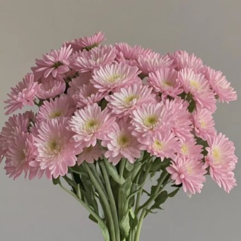 Pink Diamond Sparkling Rose-Pink Spray Mum · Pink & Blush