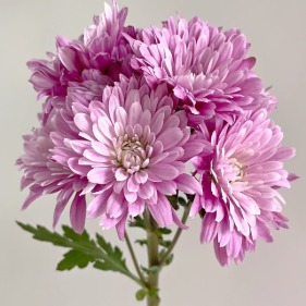 Pink Fish Chubby Puff-Petal Pink Pompon Mum · Pink & Blush
