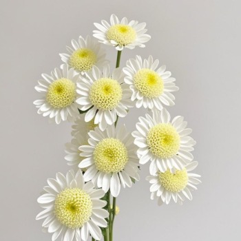 Poached Egg White-Petal Sunny-Center Daisy Mum · White & Cream