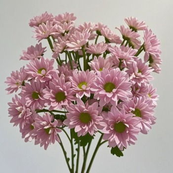 Pure Heart Soft Rose-Pink Spray Chrysanthemum · Pink & Blush